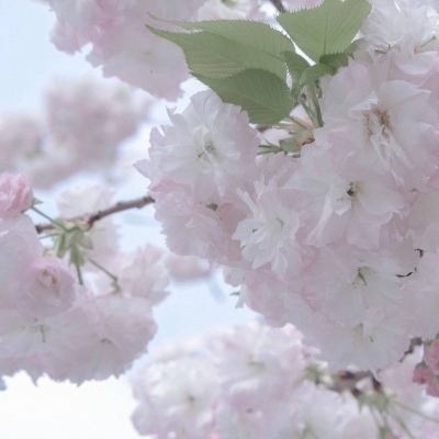 攀枝花福瑞交流群